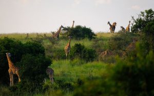 JR Travels & Adventure - Actitvites - Safari #1