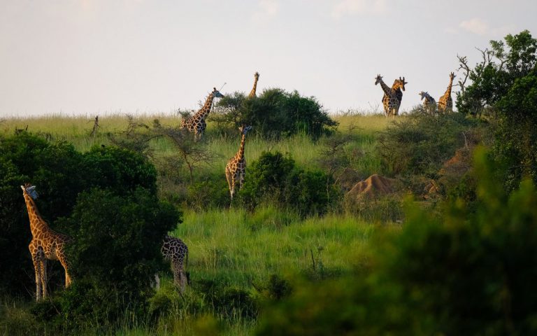 JR Travels & Adventure - Actitvites - Safari #1